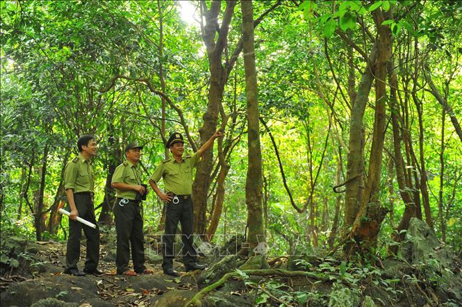 VN's special-use forests have ecotourism potential: experts