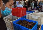 Coronavirus: Australia urges G20 action on wildlife wet markets