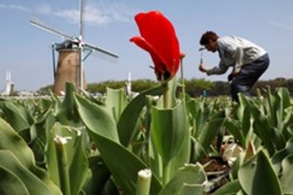 Nhật phá trăm nghìn gốc hoa chống dịch Covid-19