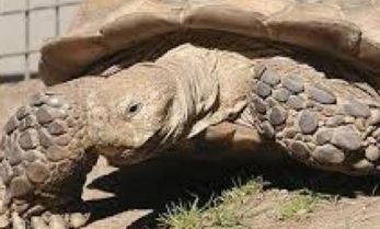 Đàn rùa khổng lồ, mỗi con nặng gần 100 kg tại Hà Nội