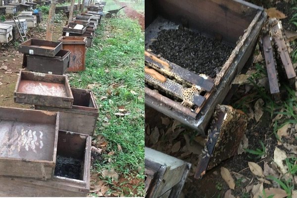 Nghi án 315 thùng ong bị đầu độc bằng hóa chất ở Quảng Trị