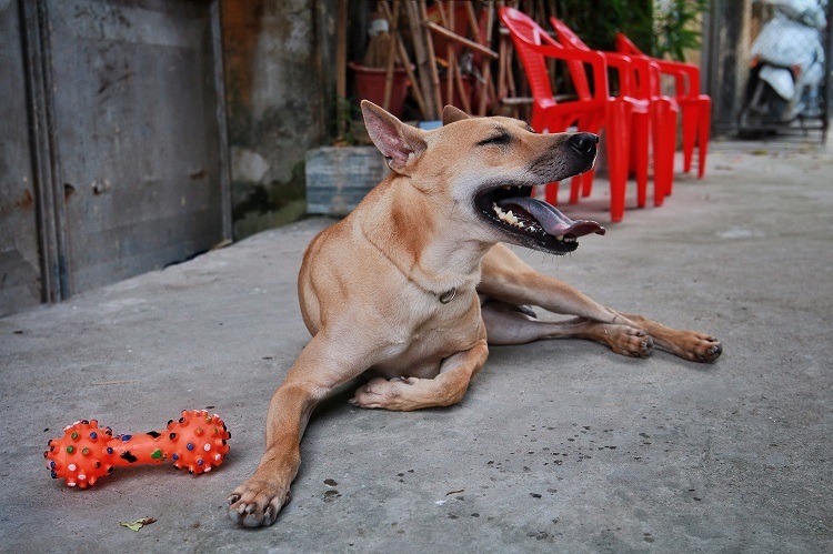 Chú chó Phú Quốc đắt nhất Việt Nam được đại gia khắp nơi 'săn đón'