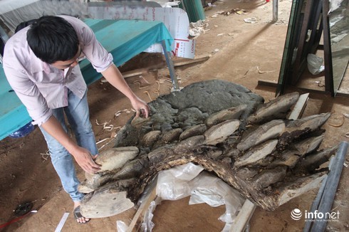 Cây nấm 2 tạ ở Đắk Lắk, đàn rùa khổng lồ 100kg/con tại Hà Nội (+VIDEO) Nam