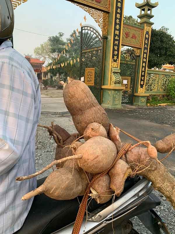 Cây nấm 2 tạ ở Đắk Lắk, đàn rùa khổng lồ 100kg/con tại Hà Nội (+VIDEO) Khoai-mi