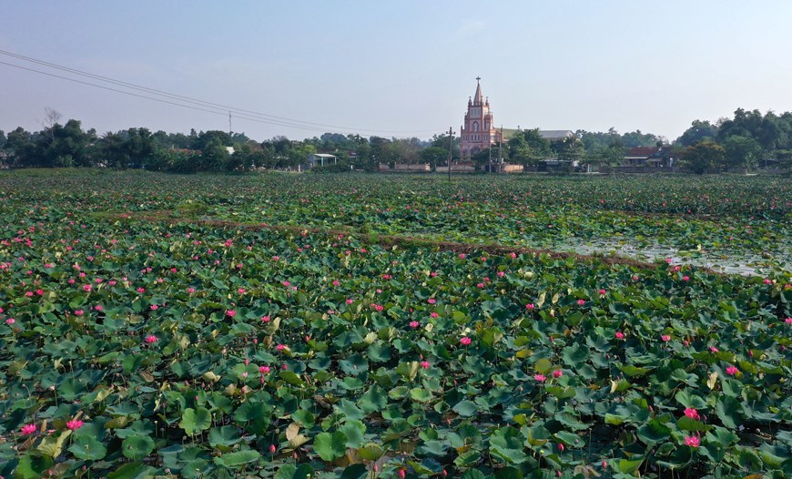 Lotus flowers in full bloom in Quang Tri province