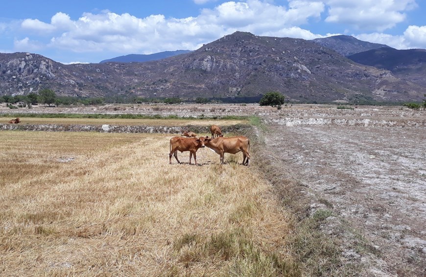 Ninh Thuan farmers face severe drought