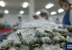 Shrimp demand rises but Vietnamese processors lack materials
