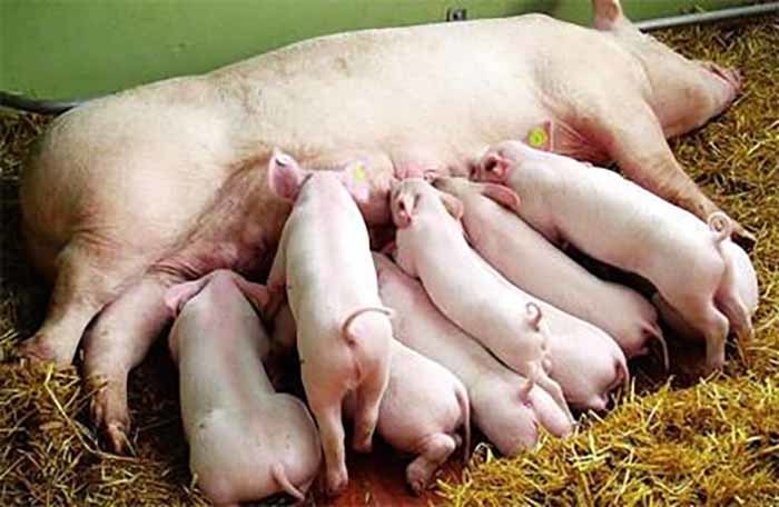 Hụt nguồn cung, xin nhập 6 vạn lợn nái tạo đàn