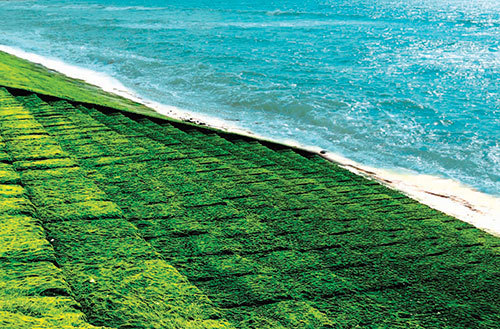 Ngạc nhiên, 1 bãi biển ở tỉnh Bình Thuận mọc thảm rêu xanh khổng lồ
