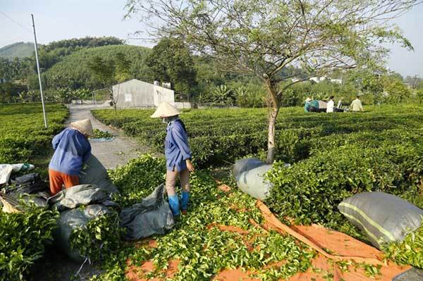 Vietnam to adopt anti-forced labour convention, extend agricultural land use tax incentive: National Assembly
