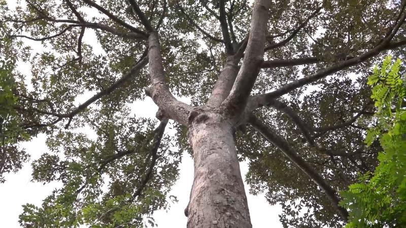 Chiêm ngưỡng cây sầu riêng gần 100 tuổi hiếm thấy ở miền Tây