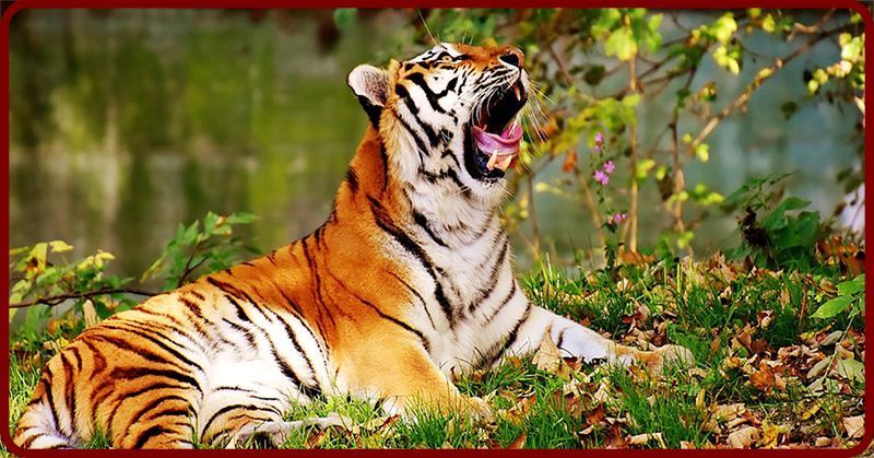 Khám phá ngay 25 hình ảnh con hổ đáng yêu