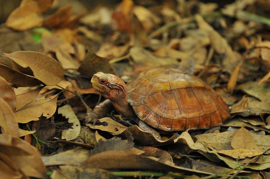 Cuc Phuong park home to rare turtles