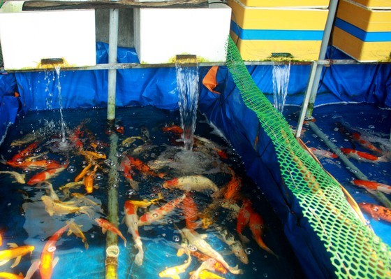Photo  Khởi nghiệp thành công với mô hình nuôi cá Koi Nhật Bản