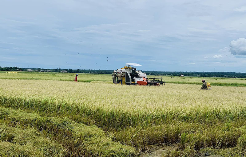 Tuyên bố không thiếu gạo, Việt Nam vẫn phải nhập từ Ấn Độ