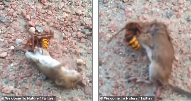 Ong bắp cày vật lộn với chuột, tiêu diệt đối thủ trong vài giây