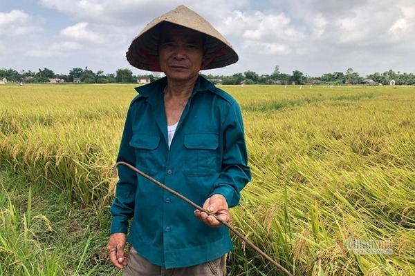 Dã tâm cắm cọc sắt xuống ruộng phá máy gặt lúa ở Quảng Trị