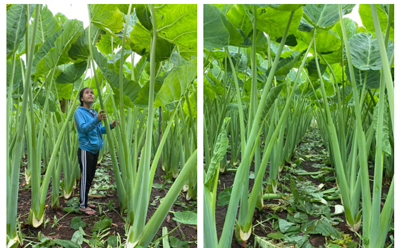 Đồng Nai: Vườn dọc mùng khủng, cao quá đầu người gây ngỡ ngàng