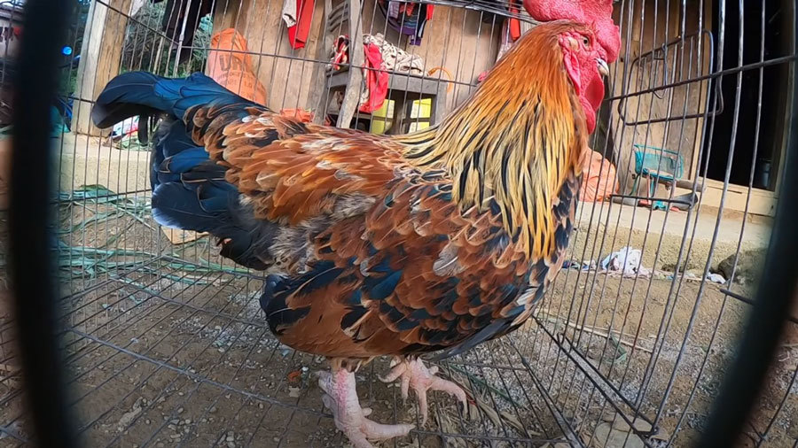 Kỳ lạ con ‘gà 9 cựa’ biến đổi giới tính ở Sơn La
