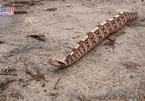 Loài rắn kịch độc có thân hình béo ú và cách di chuyển kì dị