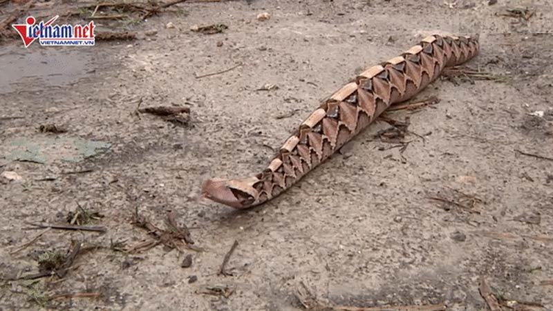 Loài rắn kịch độc có thân hình béo ú và cách di chuyển kì dị