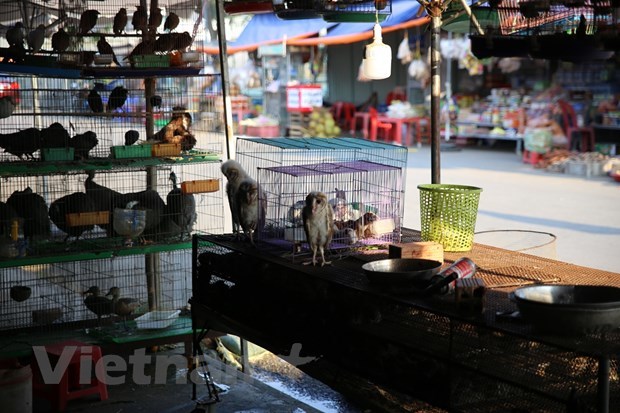 Wildlife markets sell birds with phony legal documentation