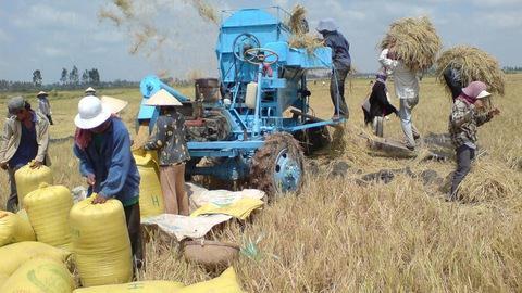 Will FIEs distribute rice in the local market?