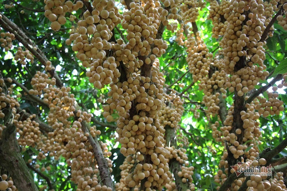 Mê mẩn vườn dâu lớn nhất miền Tây, trái kín đặc từ gốc đến ngọn(+video) Noi-nhat-mien-tay-vuon-dau-trai-tu-goc-den-ngon-1