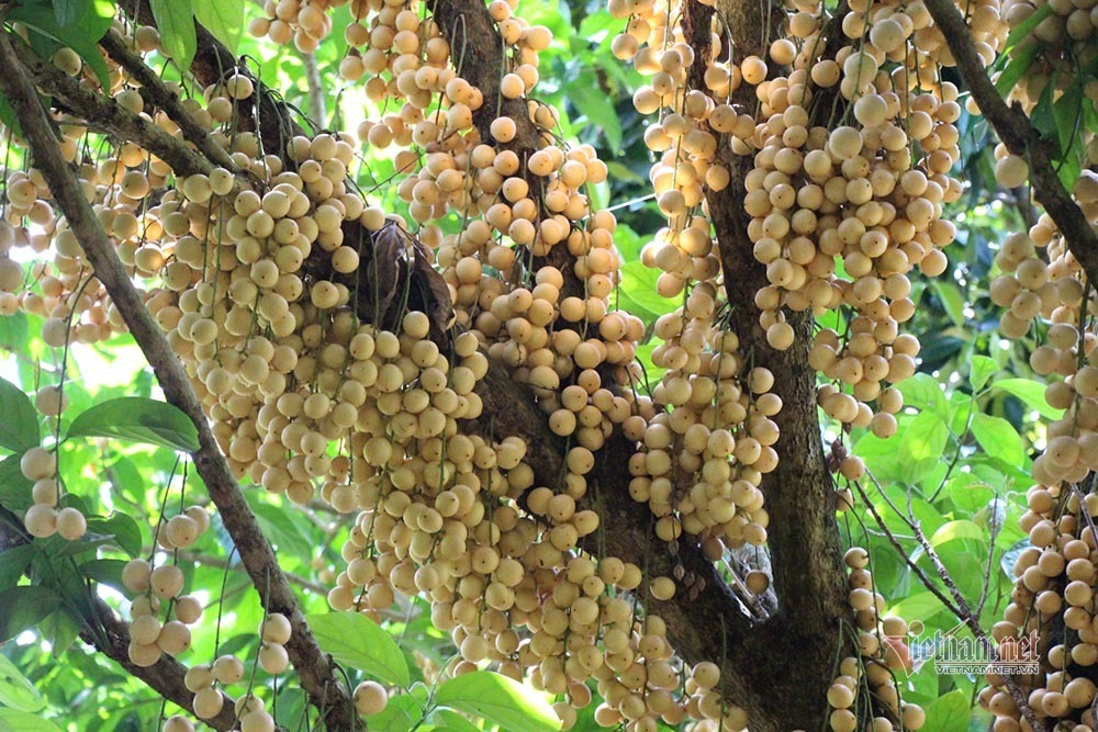 Mê mẩn vườn dâu lớn nhất miền Tây, trái kín đặc từ gốc đến ngọn(+video) Noi-nhat-mien-tay-vuon-dau-trai-tu-goc-den-ngon-25