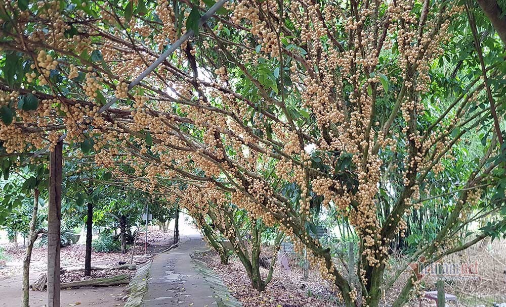 Mê mẩn vườn dâu lớn nhất miền Tây, trái kín đặc từ gốc đến ngọn(+video) Noi-nhat-mien-tay-vuon-dau-trai-tu-goc-den-ngon-3