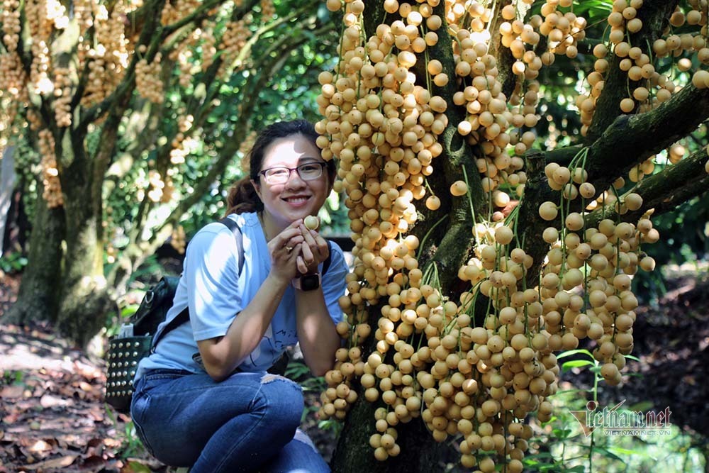 Mê mẩn vườn dâu lớn nhất miền Tây, trái kín đặc từ gốc đến ngọn(+video) Noi-nhat-mien-tay-vuon-dau-trai-tu-goc-den-ngon-33