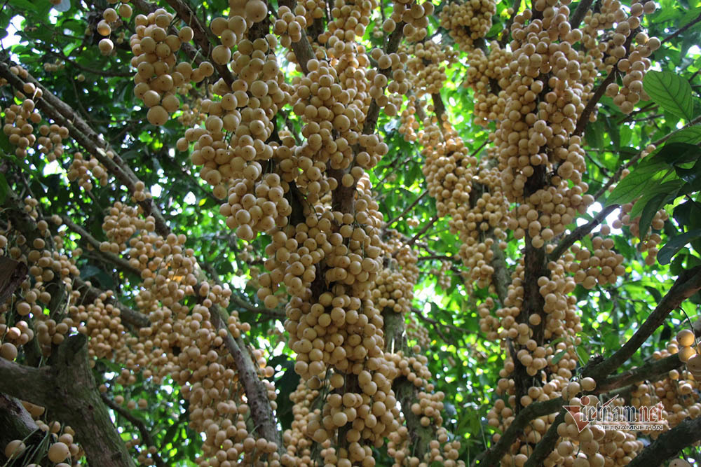 Mê mẩn vườn dâu lớn nhất miền Tây, trái kín đặc từ gốc đến ngọn(+video) Noi-nhat-mien-tay-vuon-dau-trai-tu-goc-den-ngon-36