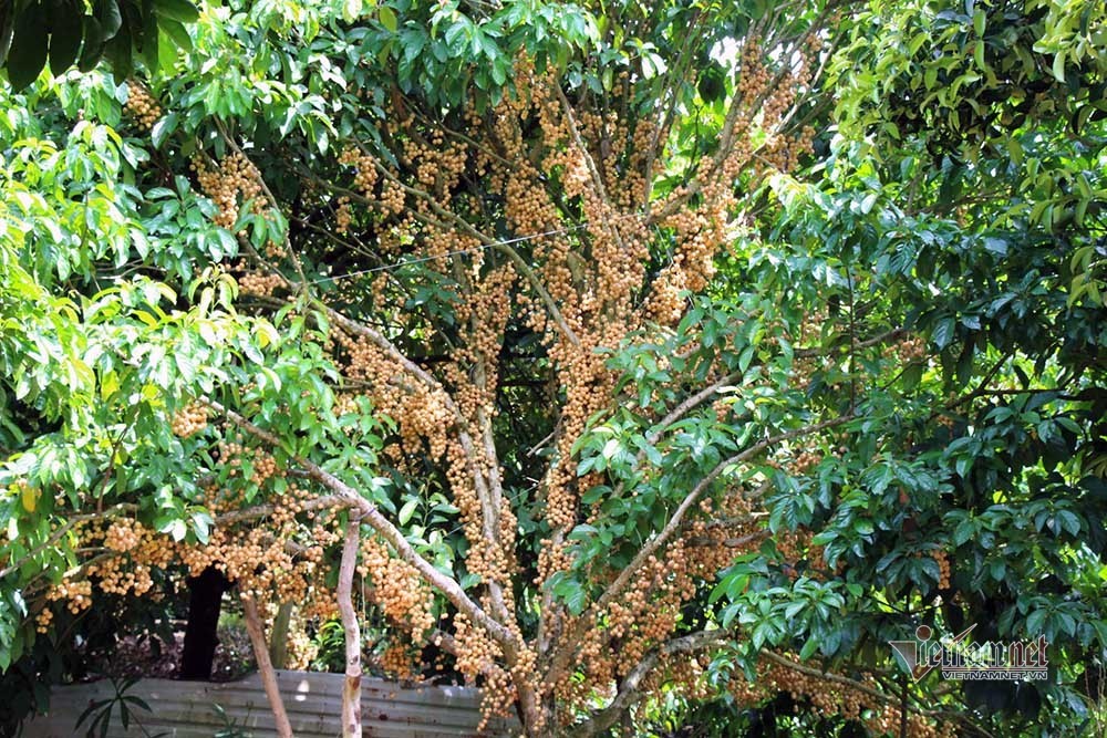 Mê mẩn vườn dâu lớn nhất miền Tây, trái kín đặc từ gốc đến ngọn(+video) Noi-nhat-mien-tay-vuon-dau-trai-tu-goc-den-ngon-52