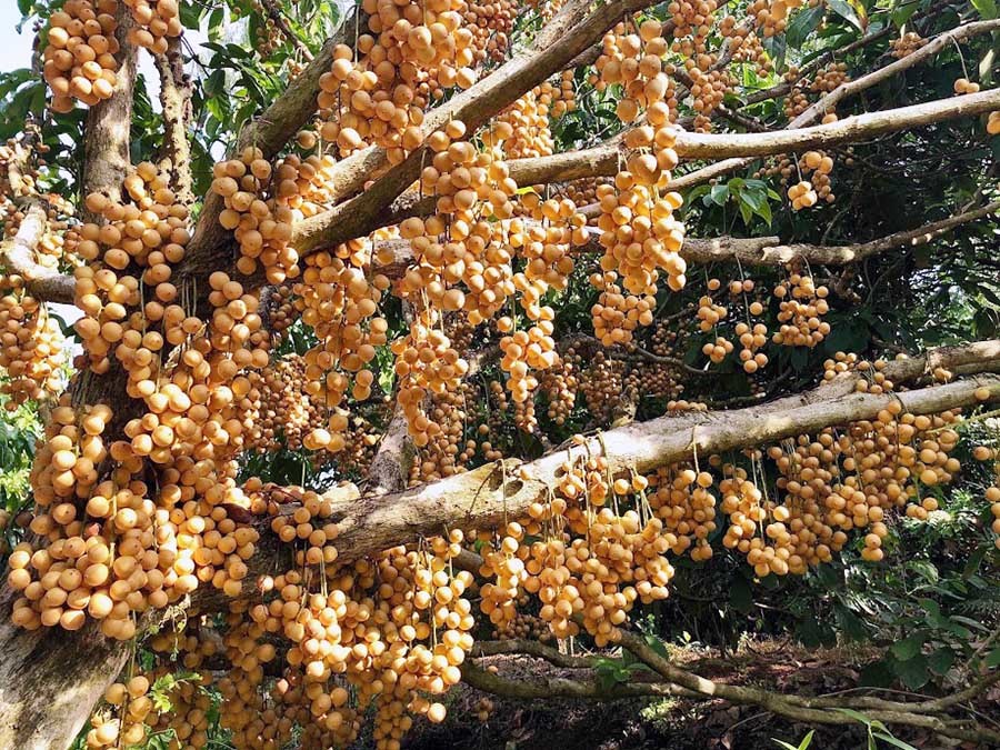 Mê mẩn vườn dâu lớn nhất miền Tây, trái kín đặc từ gốc đến ngọn(+video) Noi-nhat-mien-tay-vuon-dau-trai-tu-goc-den-ngon