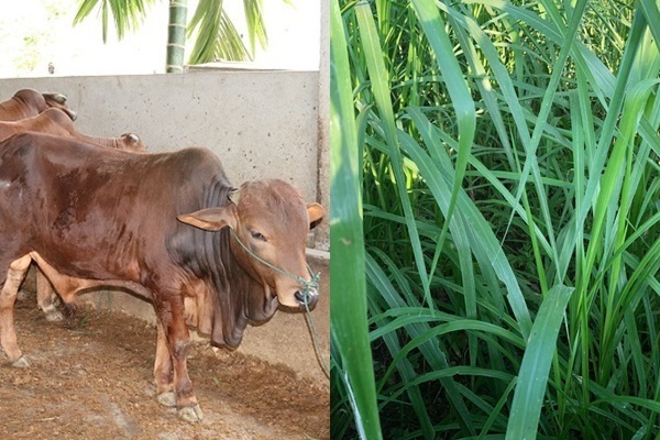 Thoát nghèo nhờ vỗ béo bò thịt đúng quy trình kỹ thuật