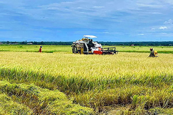 Toàn cầu lên cơn sốt, thế mạnh Việt Nam được vụ thu lớn