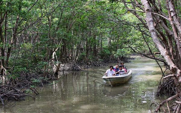 Take a mangrove-forest boat trip in Ca Mau