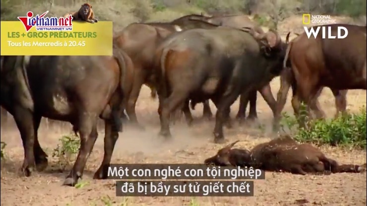Màn trả thù 'tàn độc' của trâu rừng với sư tử