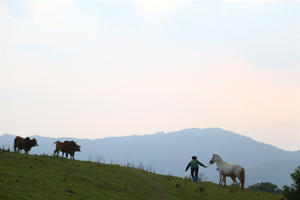 In the kingdom of Huu Kien white horses