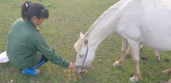 In the kingdom of Huu Kien white horses