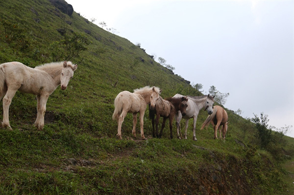 In the kingdom of Huu Kien white horses