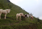 In the kingdom of Huu Kien white horses