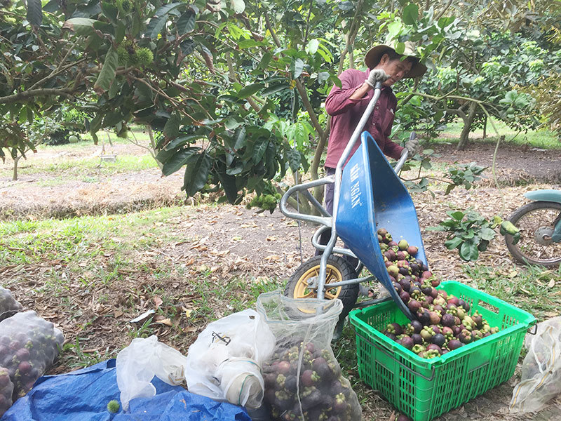 Ăn trái măng cụt hôm nay nhớ chuyến du ngoạn ngày xưa