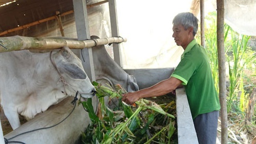 Nhiều người dân xã An Bình cùng thoát nghèo và trở nên khá giả