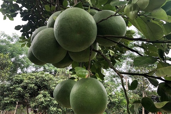 Nông dân Tam Đảo sẽ sống khá giả bằng chính sức lao động của mình