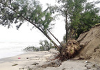 Underwater dyke set to save Cua Dai beach from erosion