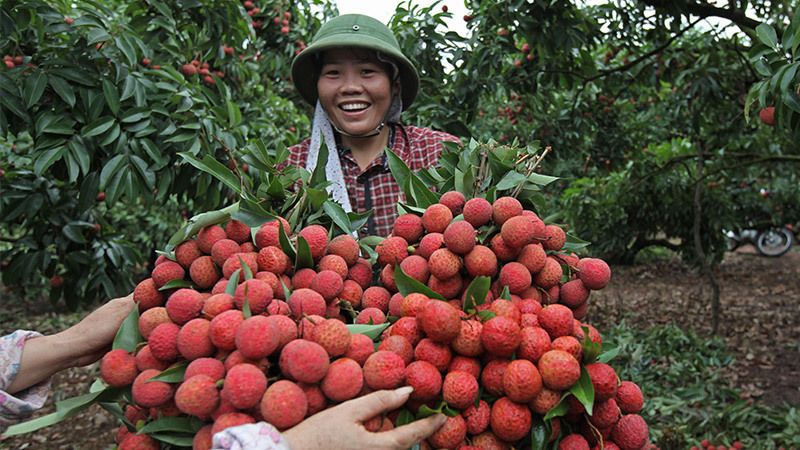 China has bountiful litchi crop, Vietnam worries about its litchi sales