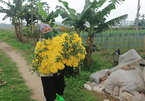 Flower village to revive production