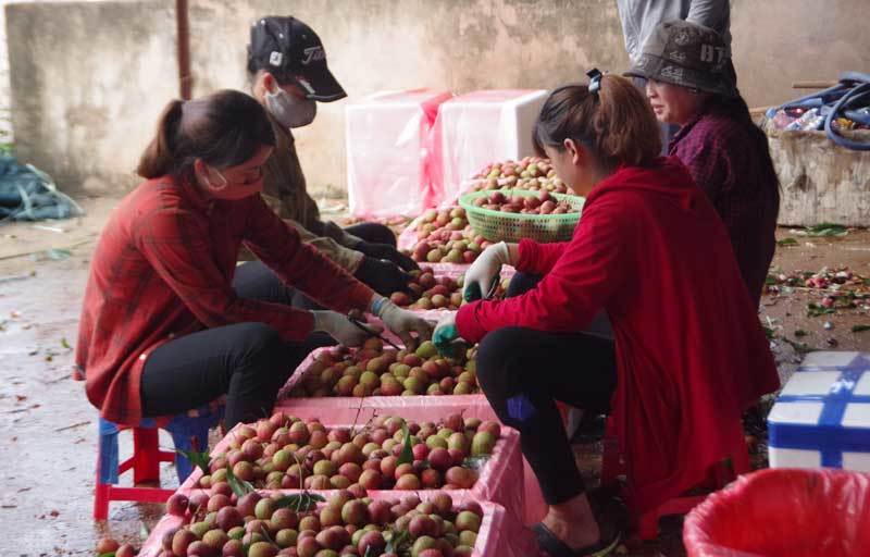200 thương lái Trung Quốc đổ sang lùng mua vải thiều Việt Nam