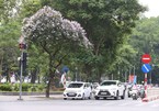 Summer flowers in Hanoi